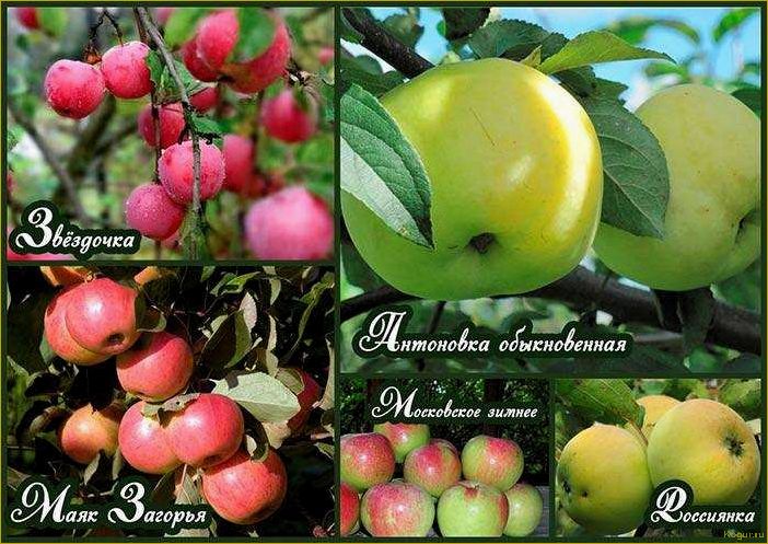 Изумительные фотографии наших любимых сортов яблонь: с названием, описанием и секретами выращивания