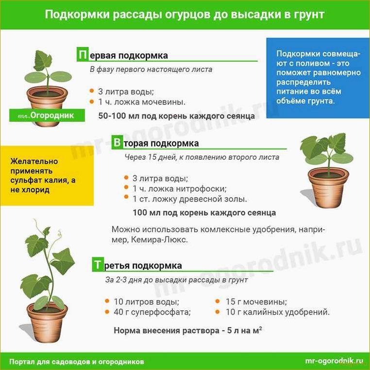 Опытные дачники делятся советами о том, как правильно подготовить почву для рассады