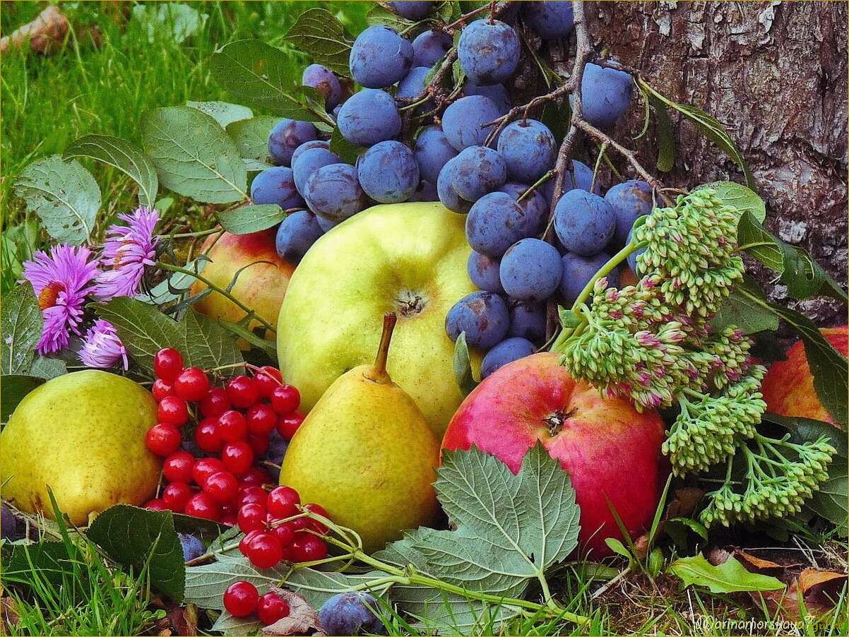 Как получить щедрый урожай вкусных и полезных плодов жимолости Волхова