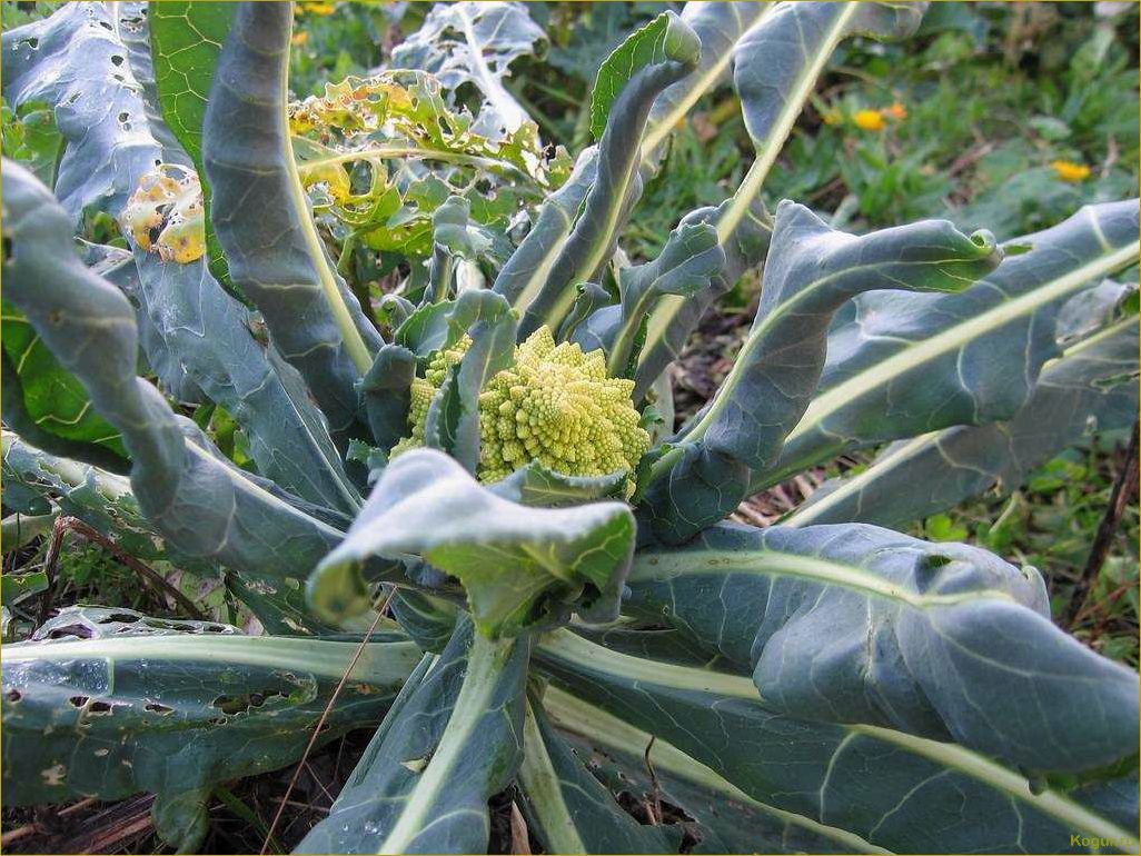 Капуста романеско — выращивание и уход