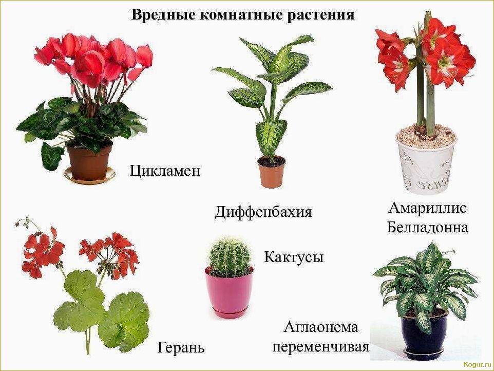 Список комнатных растений с изображениями и названиями в каталоге