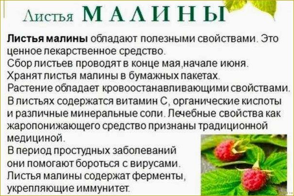 Малина Краса России на дачной грядке для употребления в свежем виде и приготовления варенья