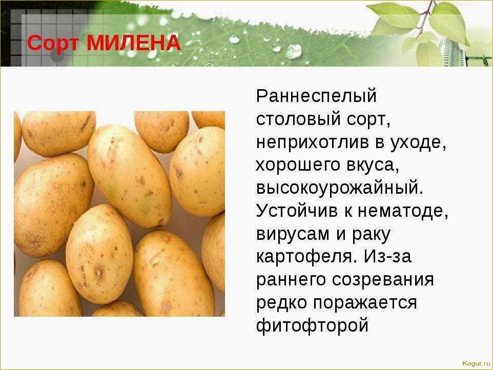 Познакомьтесь с уникальным сортом картофеля 