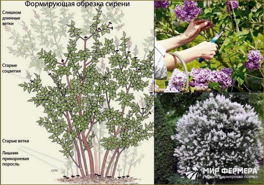 Особенности посадки и ухода, фото сортов великолепной спиреи японской