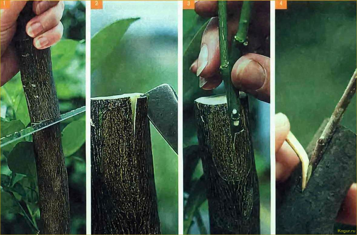 Основные методы применения технологий для прививки плодовых деревьев