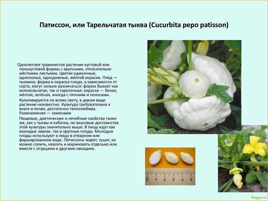 Патиссоны: разнообразие сортов, описание и иллюстрации