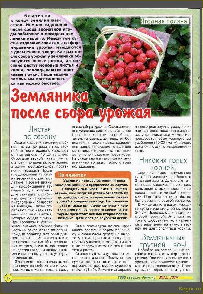 Томат Бабушкин секрет: богатый урожай для каждого огородника