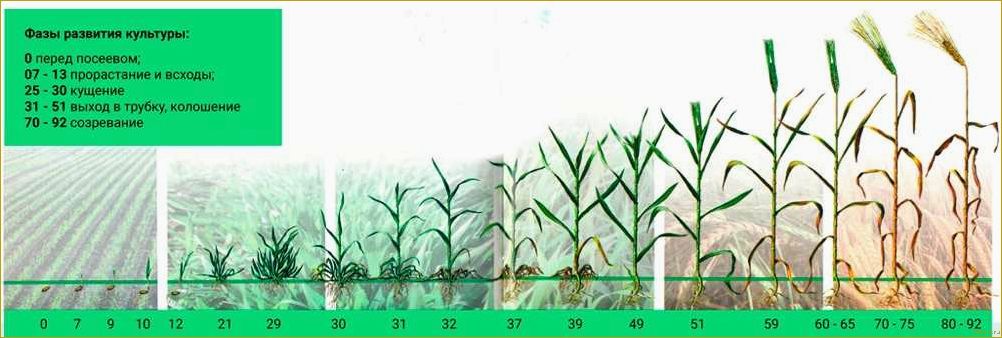 Вегетативный период у растений: особенности развития различных культур