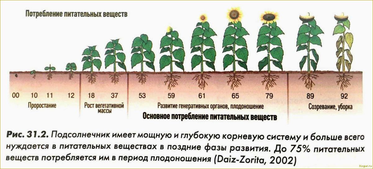 Вегетативный период у растений: особенности развития различных культур