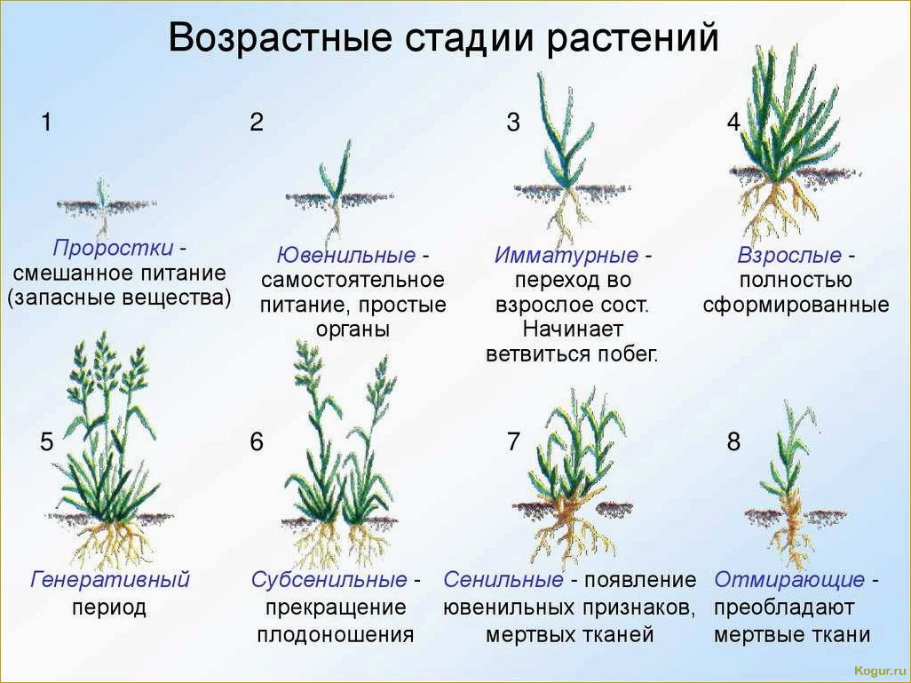 Вегетативный период у растений: особенности развития различных культур