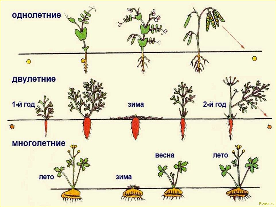 Вегетативный период у растений: особенности развития различных культур