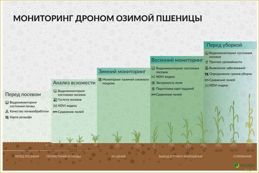 Выращивание ржи: возможность постичь древнее ремесло предков