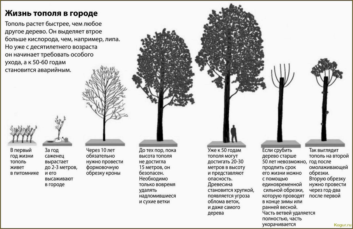 Вырастите чудесный клен остролистный, посадка и уход за ним несложны