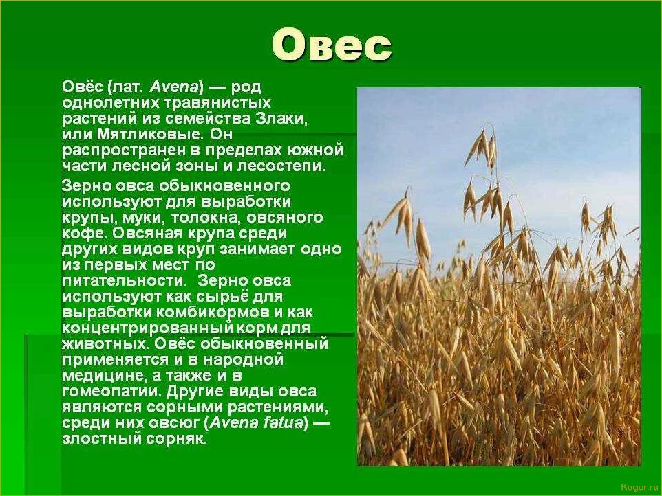 Выращивание ржи: возможность постичь древнее ремесло предков