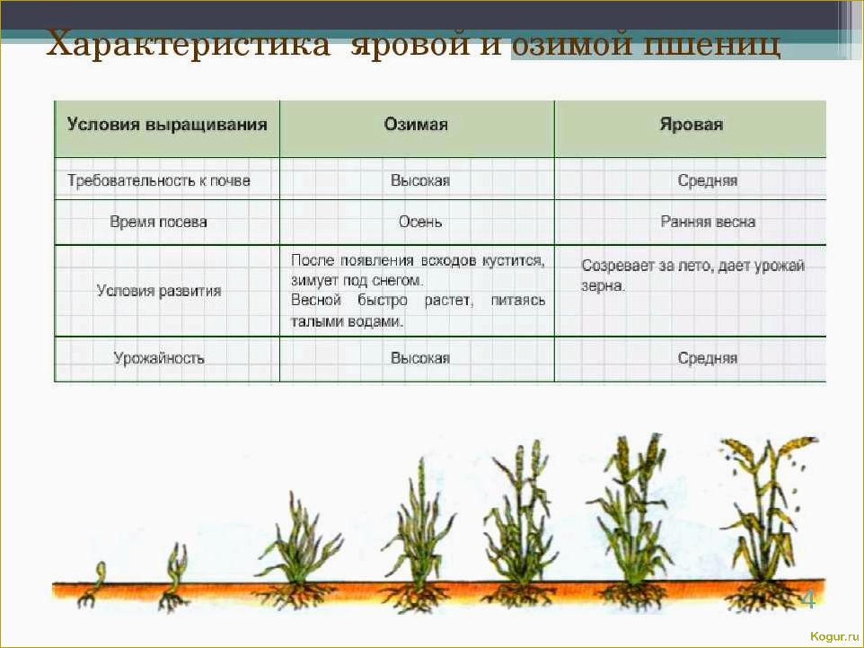 Выращивание ржи: возможность постичь древнее ремесло предков