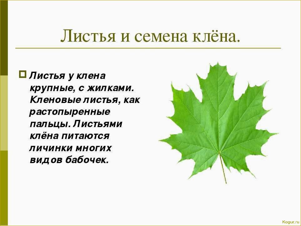 Вырастите чудесный клен остролистный, посадка и уход за ним несложны