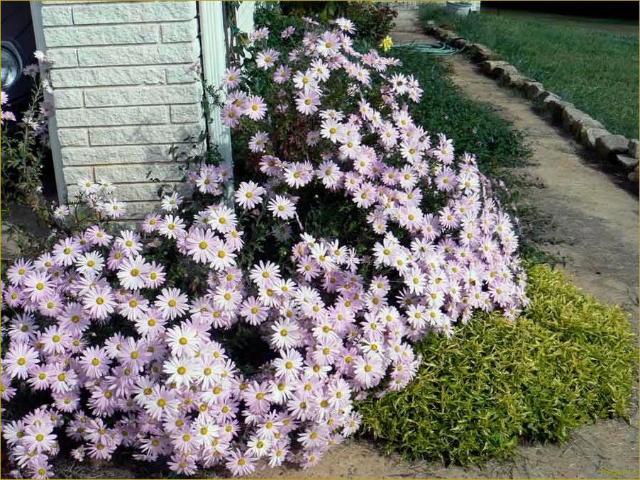 Хризантема кустовая — царица цветника
