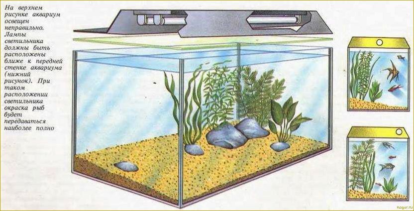 Зачем нужна подсветка аквариума и как правильно ее выбрать