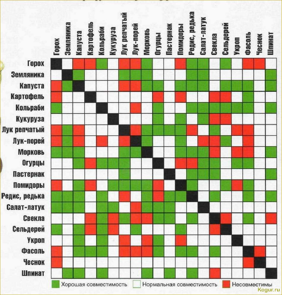 Какие культуры хорошо растут рядом с морковью?