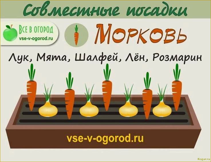 Какие культуры хорошо растут рядом с морковью?