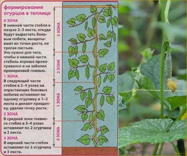 Как правильно прищипывать огурцы в открытом грунте и теплице