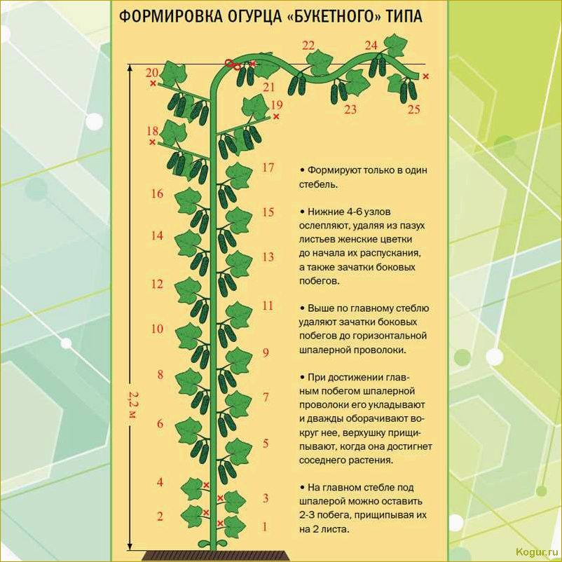 Как правильно прищипывать огурцы в открытом грунте и теплице