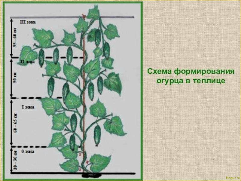 Как правильно прищипывать огурцы в открытом грунте и теплице