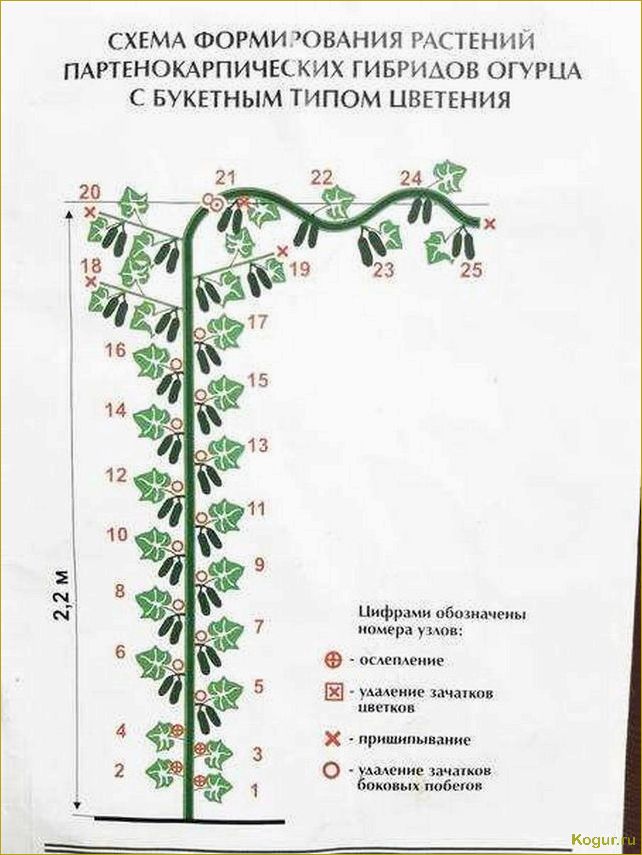 Как правильно прищипывать огурцы в открытом грунте и теплице