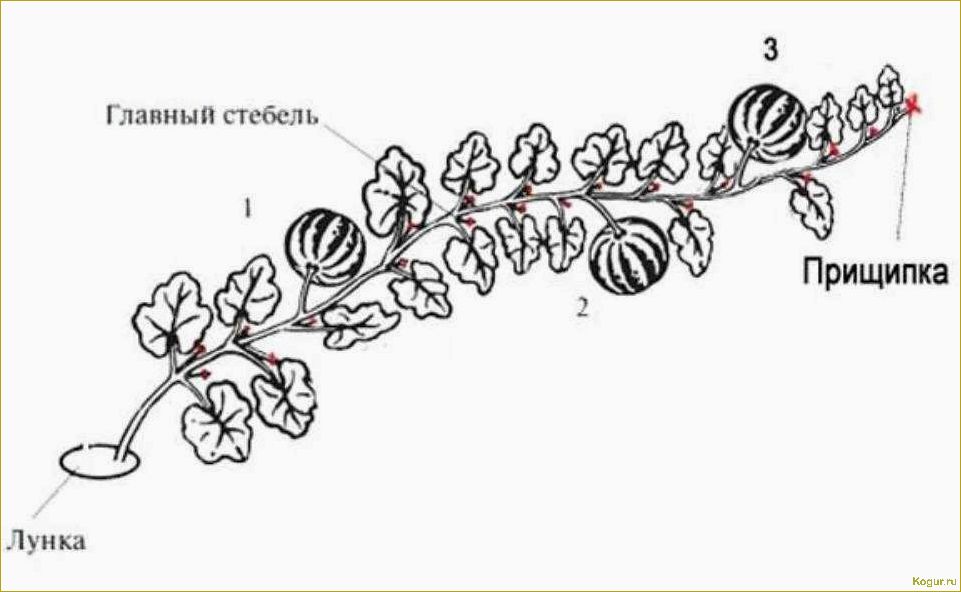 Как правильно прищипывать огурцы в открытом грунте и теплице