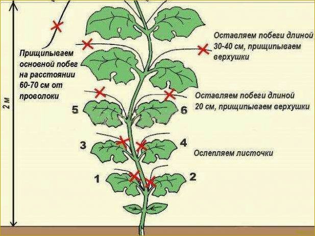 Как правильно прищипывать огурцы в открытом грунте и теплице