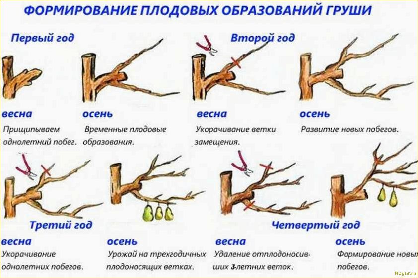 Обрезка по Курдюмову — возможность управлять садом без особых усилий