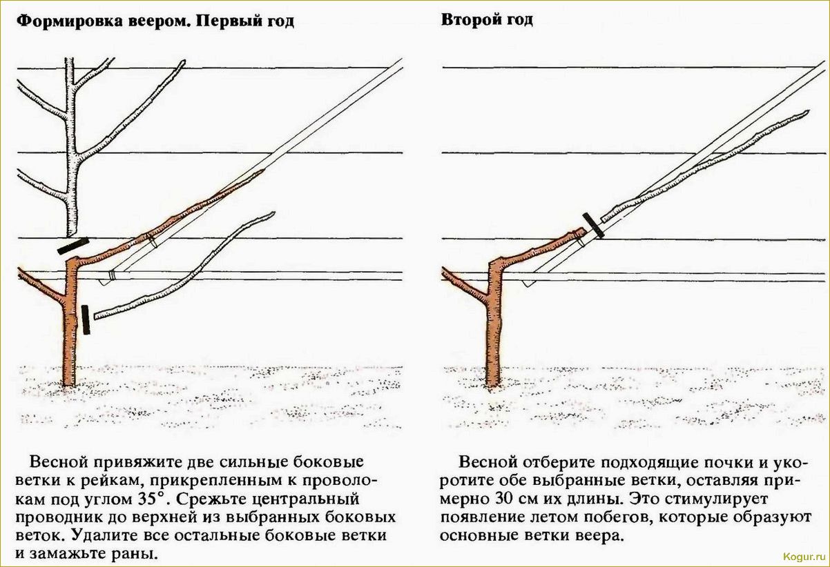 Обрезка по Курдюмову — возможность управлять садом без особых усилий