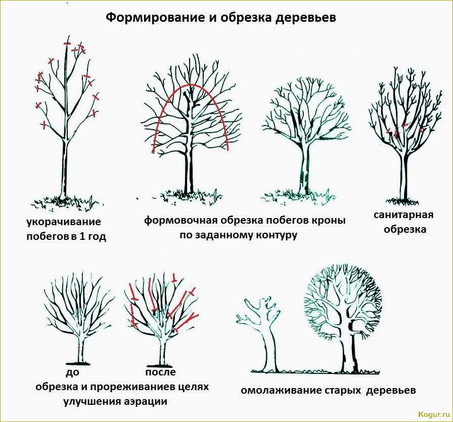 Обрезка по Курдюмову — возможность управлять садом без особых усилий