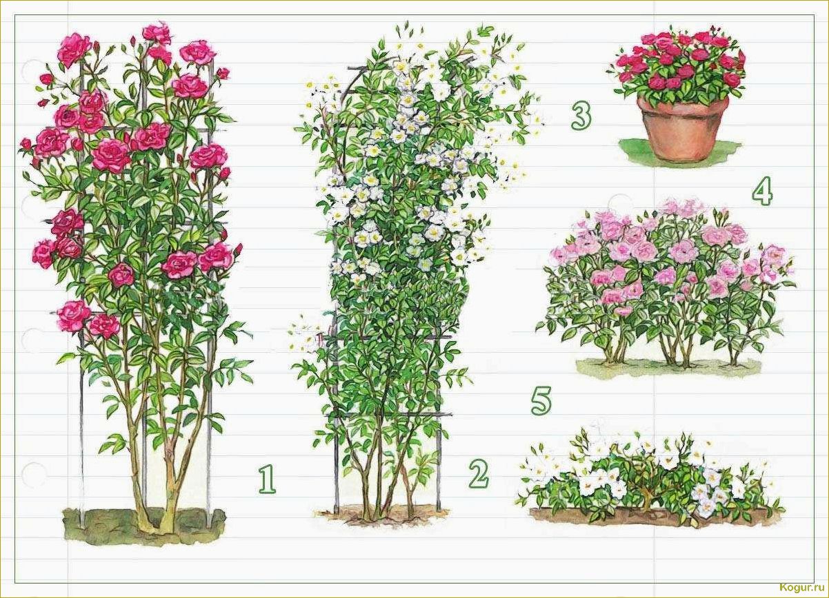 Узнайте, как правильно заботиться о плетистых розах: советы и разновидности