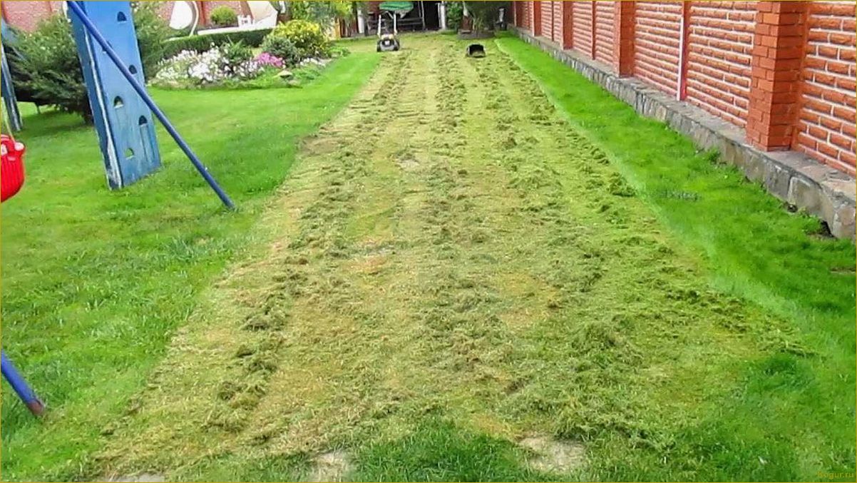 Причины почему газон желтеет после стрижки