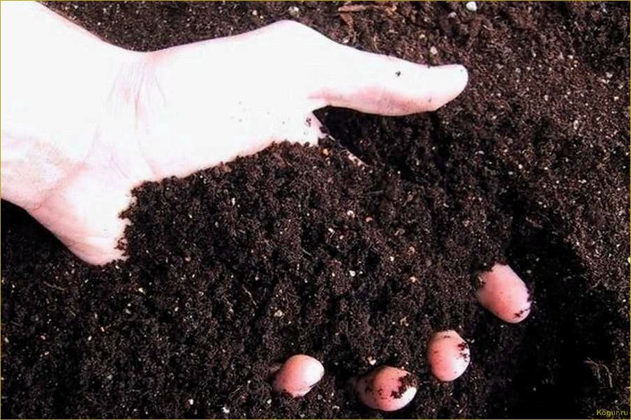 Как создать питательную почву для успешного выращивания рассады в домашних условиях