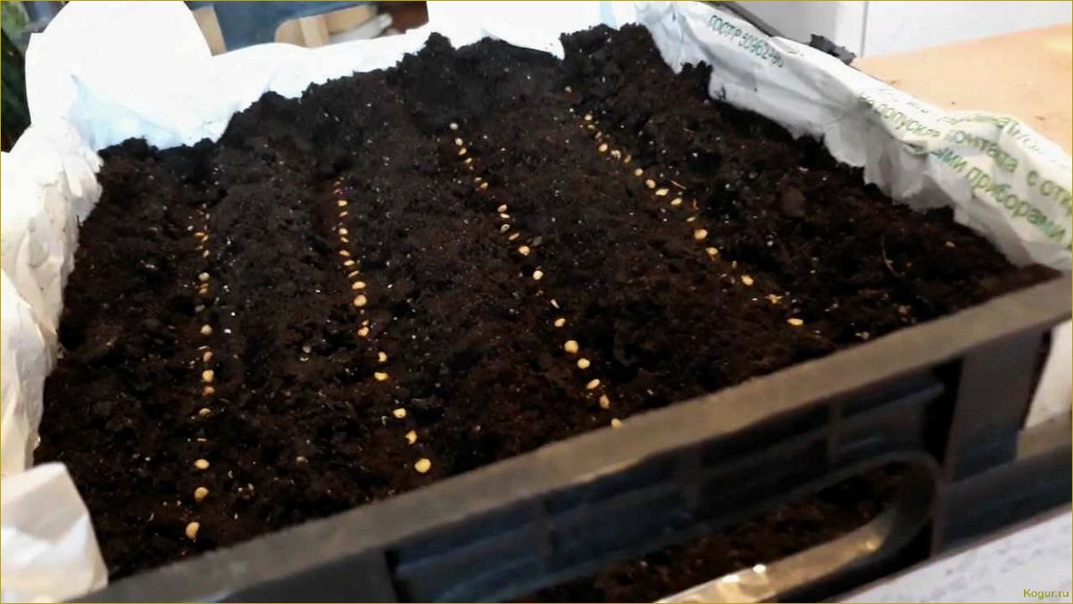 Как создать питательную почву для успешного выращивания рассады в домашних условиях