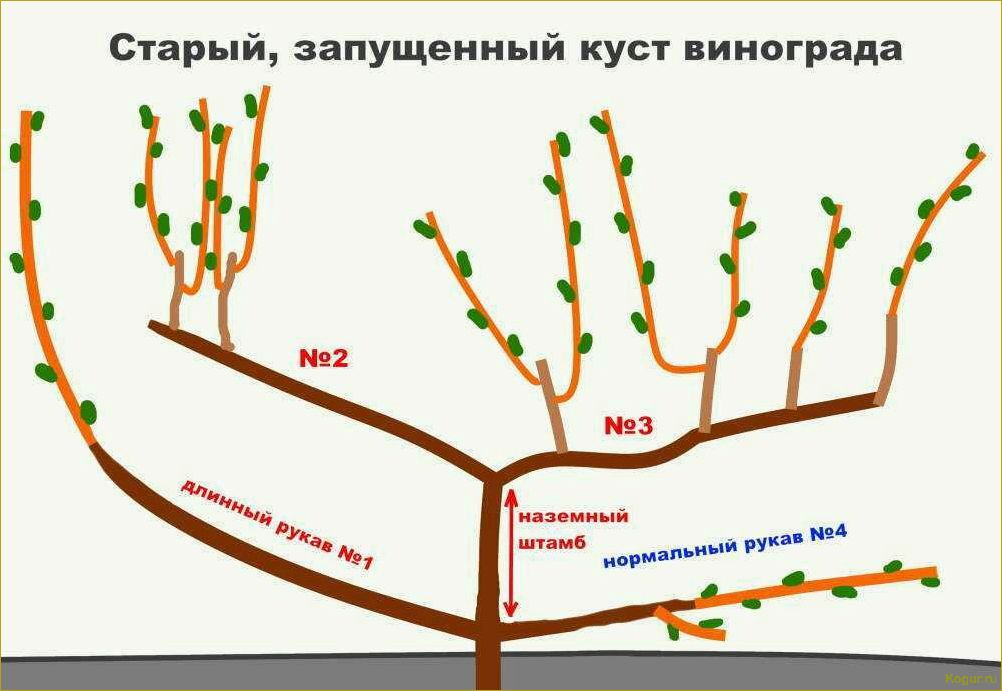 Проводим зеленую обрезку винограда летом