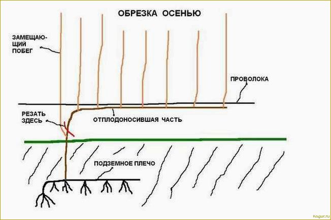 Проводим зеленую обрезку винограда летом