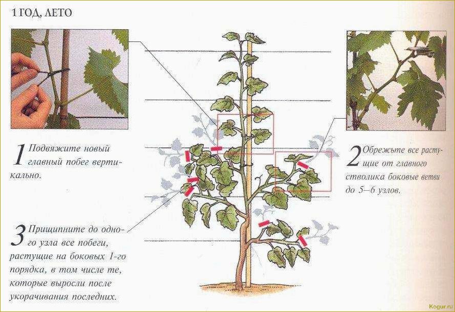Проводим зеленую обрезку винограда летом