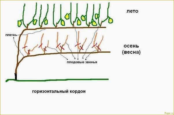 Проводим зеленую обрезку винограда летом