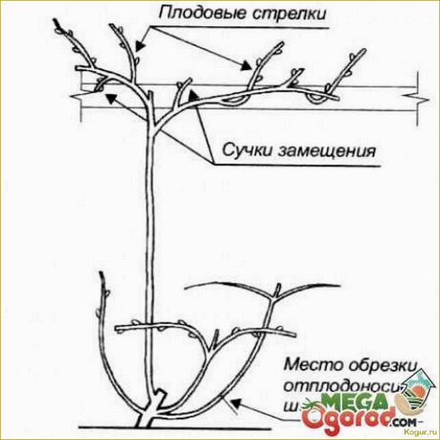 Проводим зеленую обрезку винограда летом