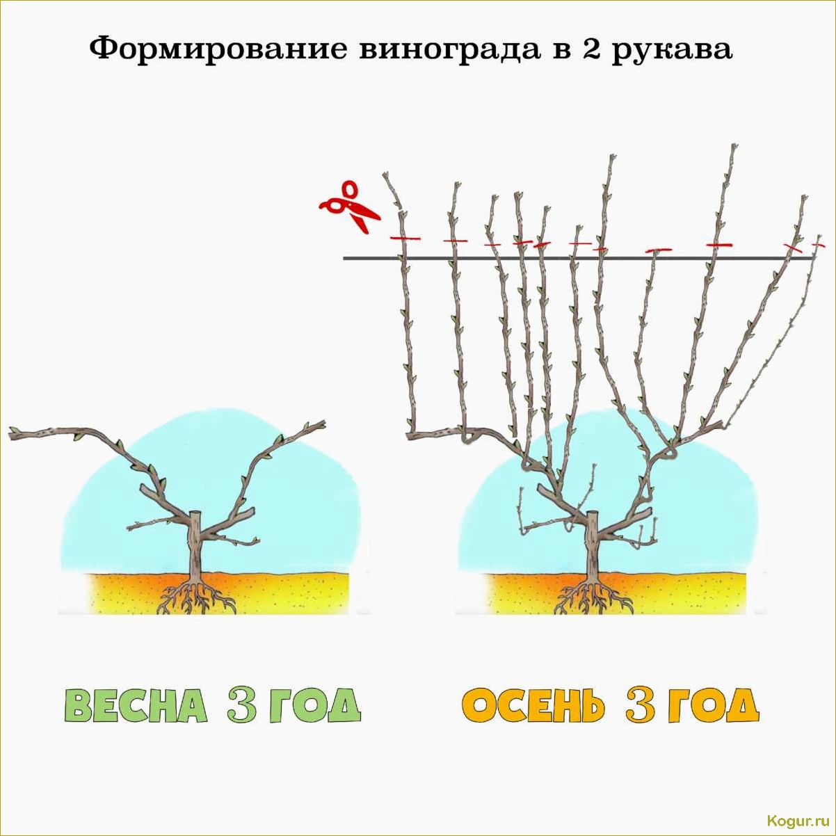 Проводим зеленую обрезку винограда летом