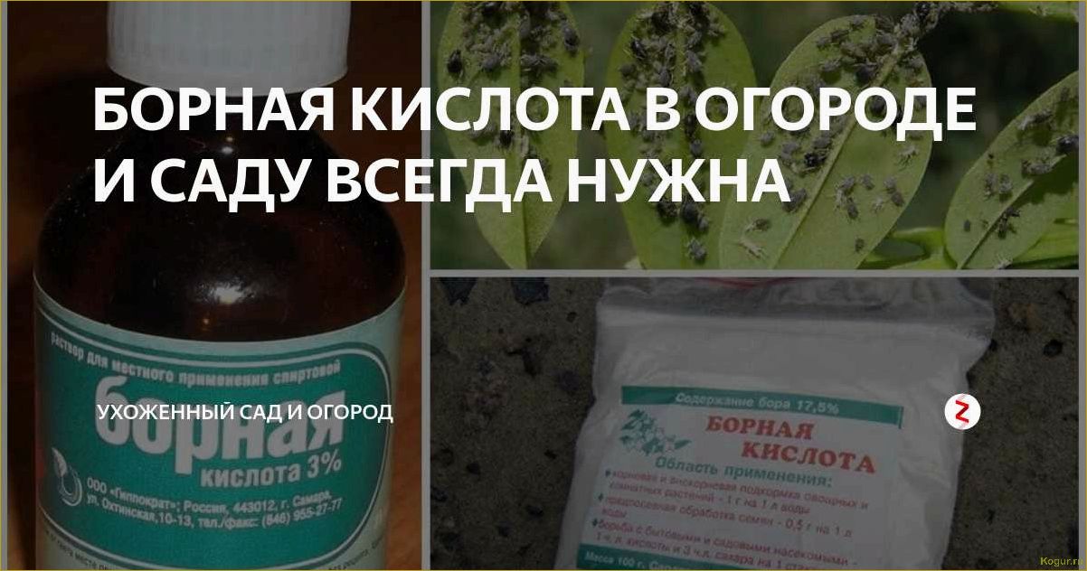 Разнообразное применение борной кислоты в огородничестве и садоводстве