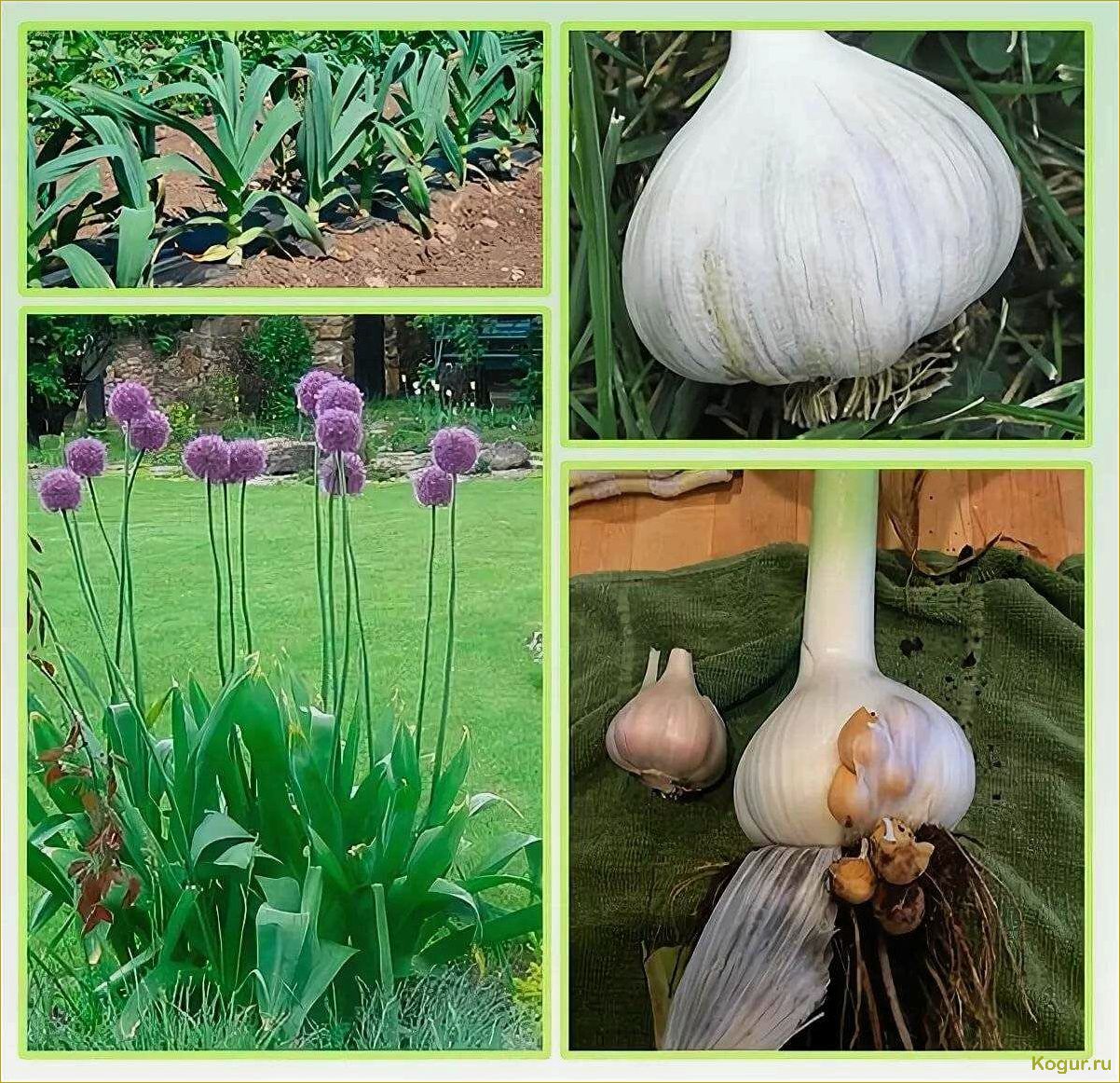 Рокамболь: агротехника выращивания и размножения чеснока-гиганта