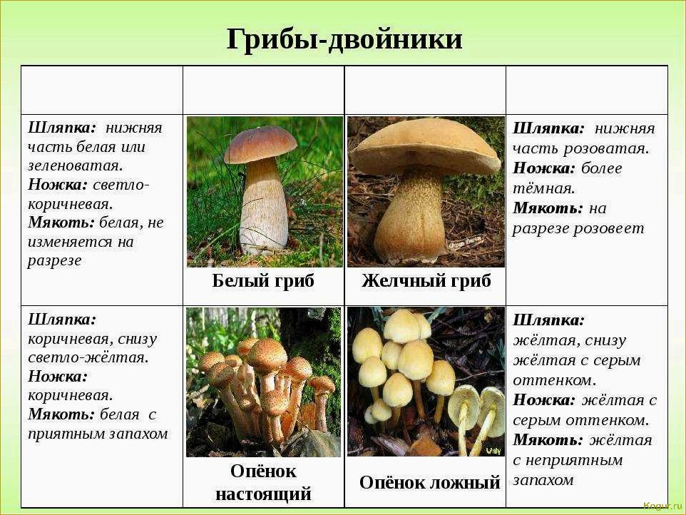 Съедобные виды белых грибов: их отличия и преимущества