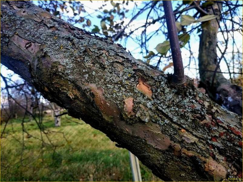 Способы борьбы с лишайниками на плодовых деревьях