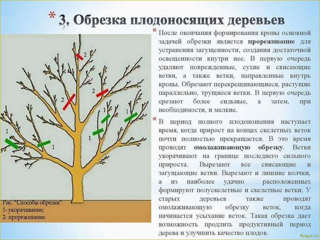 Урожай в вашем саду зависит и от обрезки плодовых деревьев