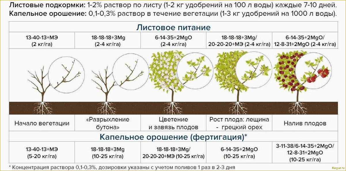 Урожай в вашем саду зависит и от обрезки плодовых деревьев