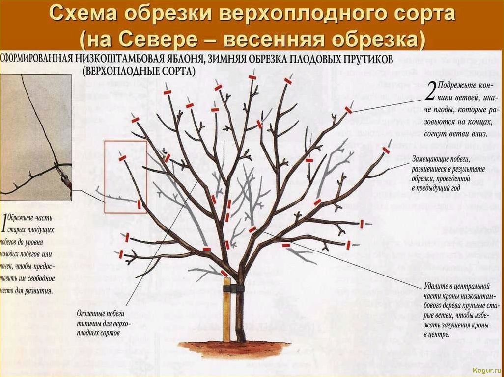 Урожай в вашем саду зависит и от обрезки плодовых деревьев